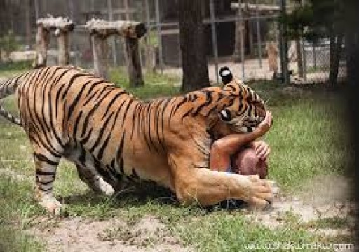 نمر يقتل حارسه بحديقة حيوانات شمالي أوكرانيا
