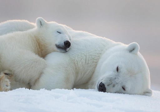 دراسة: الدببة القطبية قد تنقرض بحلول عام 2100