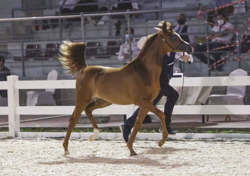 ثنائية ذهبية لـ «الأريام» و«عجمان» في بطولة الإمارات لجمال الخيول