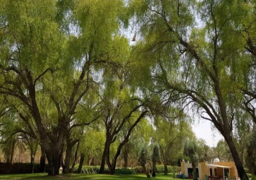 لتشجيع ثقافة التشجير... مواطن إماراتي يعلن عن مبادرة لتوزيع 100 ألف شجرة غاف