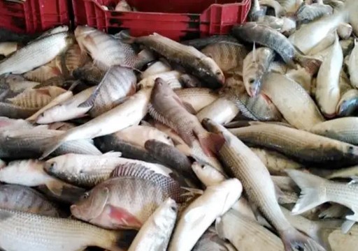 "القات مقابل السمك".. اتفاقية للتبادل التجاري بين مقديشو وأديس أبابا
