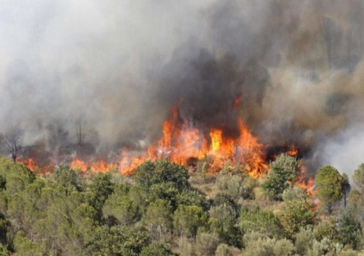 أكثر من 40 قتيلاً وجريحاً بحرائق غابات في شمال الجزائر