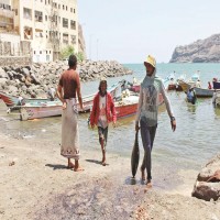 حملة دولية تزعم نقل أبوظبي الأسماك اليمنية للدولة دون مقابل