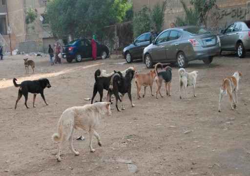 تنديد حقوقي وبرلماني حول تصدير القطــط والكلاب في مصر