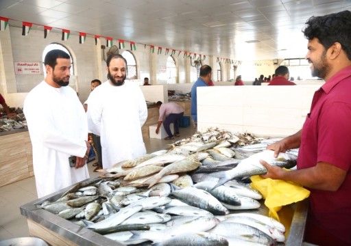 انخفاض أسعار الأسماك في أم القيوين بنسبة 50%