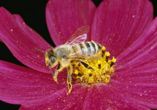 علماء أستراليون: سم النحل يقتل خلايا سرطان الثدي
