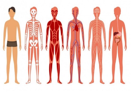 جوجل تطور خرائط ثلاثية الأبعاد لاستكشاف الجسم البشري