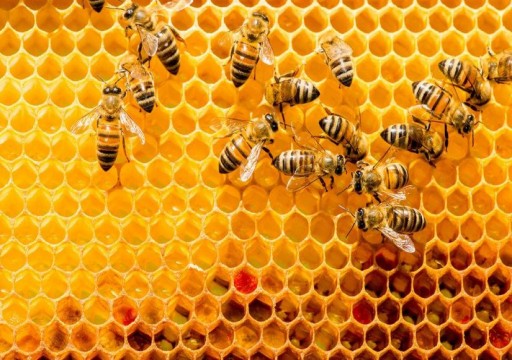 ما فوائد غذاء ملكات النحل على الإنسان؟