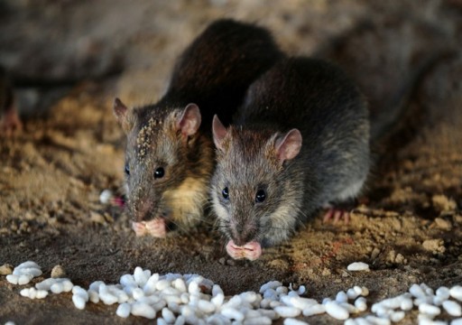 دراسة: الفئران استفادت من البشر لغزو العالم