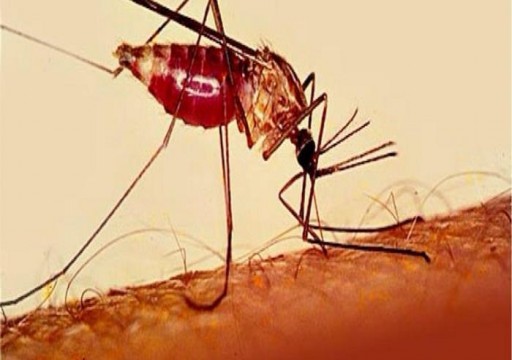 جامعة "نيويورك أبوظبي" تكشف نتائج دراسة بحثية حول آليات المناعة ضد الملاريا