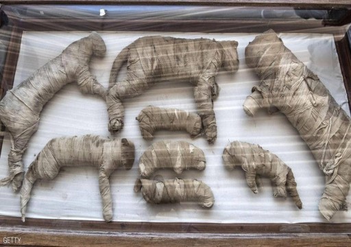 باحثون يفحصون مومياوات حيوانات مصرية قديمة بالتصوير ثلاثي الأبعاد
