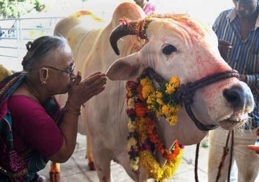 الهند تحظر ذبح الأبقار والجمال في "كشمير" خلال عيد الأضحى