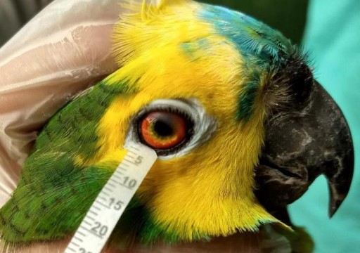 دراسة برازيلية: دموع الطيور والزواحف لا تختلف كثيرا عن دموع الإنسان