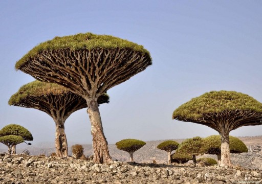 موقع بريطاني يزعم: أبوظبي تستولي على الأشجار النادرة من "سقطرى"