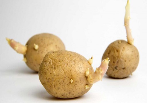 مجلة ألمانية تحذر من تنازل البطاطس في هذه الحالة