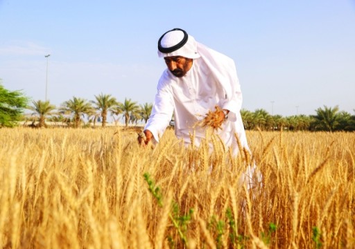 دائرة الزراعة بالشارقة تتوقع إنتاج أربعة آلاف طن من القمح خلال عام