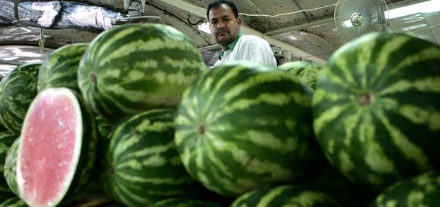 أزمة البطيخ تكشف غياب التنسيق الرقابي بين الجهات الاتحادية والمحلية