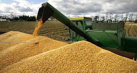 الإمارات تشتري 99 ألف طن من الذرة والشعير من أمريكا