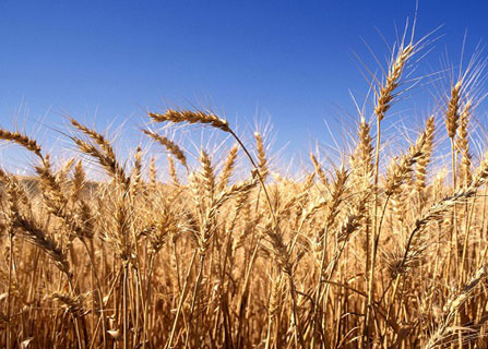 الإمارات تطرح مناقصة لشراء 28ألف طن من القمح الصلد و88 ألف طن من الذرة