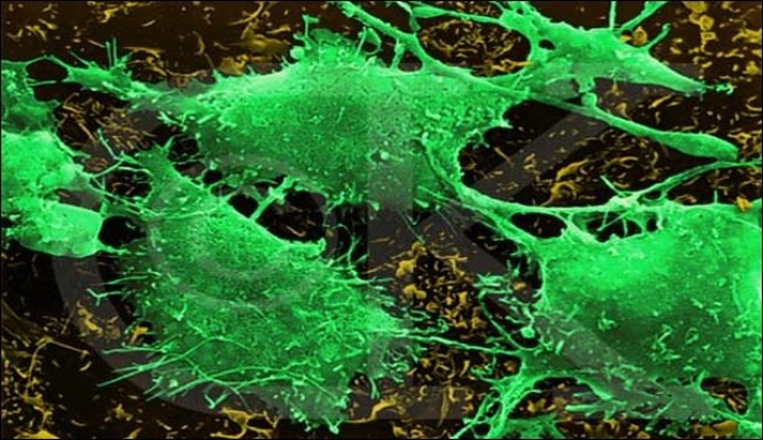 دراسة تكشف عن استخدام "بكتيريا التربة" في علاج السرطان