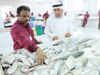 ارتفاع أسعار الأسماك 70% في رأس الخيمة منذ بداية رمضان