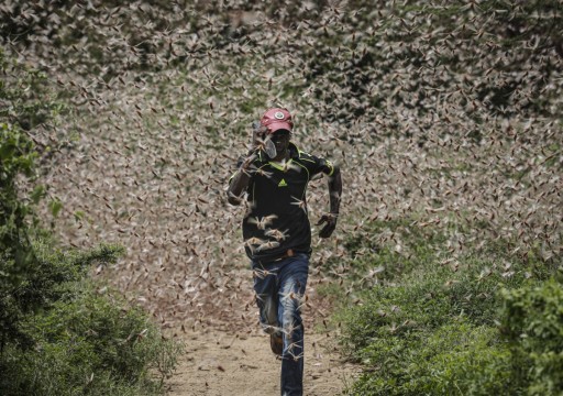 الأمم المتحدة تحذر من غزو ثان للجراد في كينيا خلال أسبوع