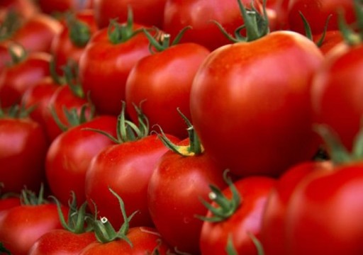 دراسة: الطماطم تحسن جودة الحيوانات المنوية ونوعيتها