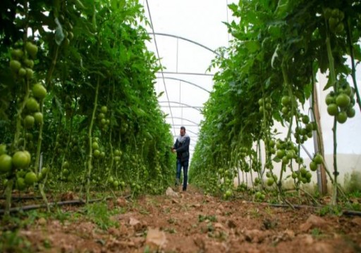 الإحتلال يتراجع عن قرار منع استيراد وتصدير المنتجات الزراعية الفلسطينية