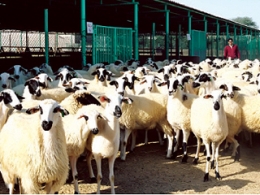 1,210 مليون رأس من الأنعام الثروة الحيوانية في الإمارات